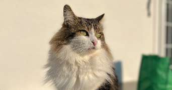 sebastien pet sitter à NEUILLY PLAISANCE 93360_2