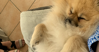 mandy pet sitter à FLEURY SUR ORNE 14123_2