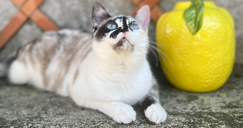 noémie pet sitter à Vieillevigne 44116_1