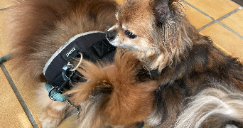 charlene pet sitter à PEYMEINADE 06530_2
