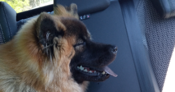 daniel pet sitter à FRASNE 25560_3