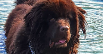 lucie pet sitter à VILLEURBANNE 69100_1