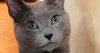 anastasia pet sitter à Nanterre 92000_6