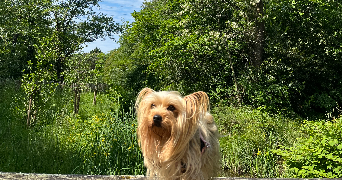 orlane pet sitter à BEGLES 33130_1