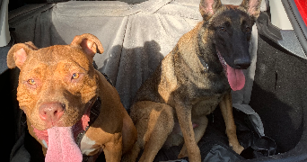 suzane pet sitter à CHEVILLY LARUE 94550_8