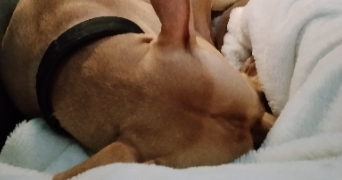 neila pet sitter à CASTELNAU LE LEZ 34170_1