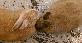 lucile pet sitter à MONTHIERS 02400_1