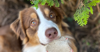 djilali pet sitter à EPINEAU LES VOVES 89400_1