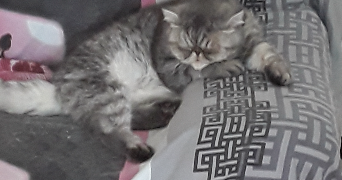 catherine pet sitter à Yzeures-Sur-Creuse 37290_1