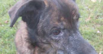 adeline pet sitter à HIREL 35120_0