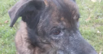 adeline pet sitter à HIREL 35120