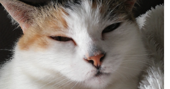 angela pet sitter à ST ETIENNE 42000_0