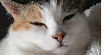 angela pet sitter à ST ETIENNE 42000