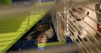 anais pet sitter à GAZERAN 78125_6