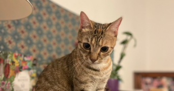 angeline pet sitter à MONTENDRE 17130_2