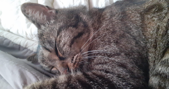 elsa pet sitter à TOULOUGES 66350_5
