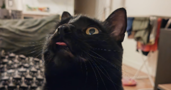 malou pet sitter à ELANCOURT 78990_2