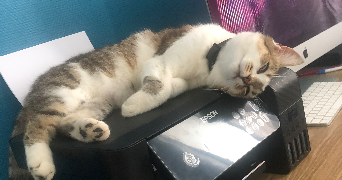 sabrine pet sitter à MONTREUIL 93100_2