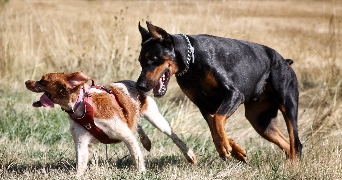 ines pet sitter à ST CHRISTOPHE SUR DOLAISON 43370_6