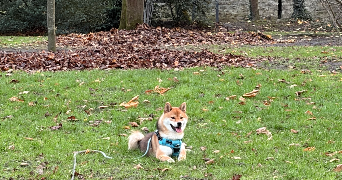 emmy dog sitter à ISSY LES MOULINEAUX 92130_4