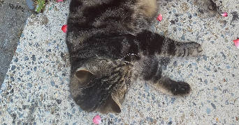 alice pet sitter à ANGERS 49100_3