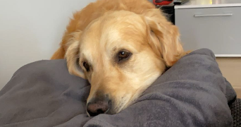 emma pet sitter à FLEURY LES AUBRAIS 45400_10