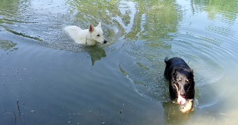 sandrine pet sitter à ST ORENS DE GAMEVILLE 31650_8