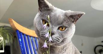 sandrine pet sitter à ST HERBLAIN 44800_3