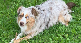 celine dog sitter à MOUANS SARTOUX 06370_2