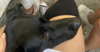 jeanne pet sitter à STRASBOURG 67000_2