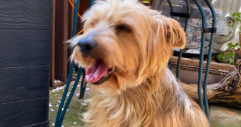 nelly pet sitter à ST JEAN DE LA RUELLE 45140_1