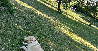 christel pet sitter à PAREID 55160_4