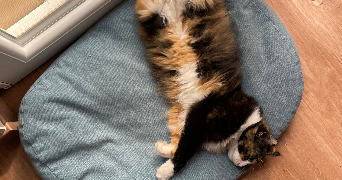 jeanne pet sitter à RENNES 35000_4