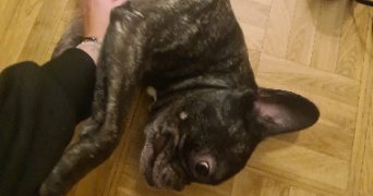 cindy pet sitter à COLOMBES 92700_2