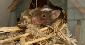 marion pet sitter à ST DENIS 93200_3