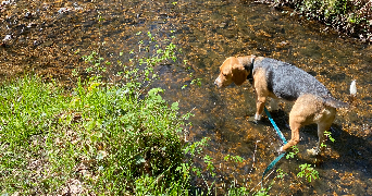 alyzée pet sitter à RENNES 35700_1