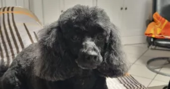 fabienne pet sitter à LE BLANC MESNIL 93150