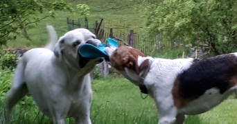 veronique pet sitter à BRON 69500_3