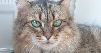 christelle pet sitter à BORDEAUX 33800_6