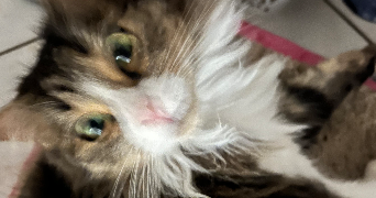 tasnim pet sitter à Marmande 47200_4