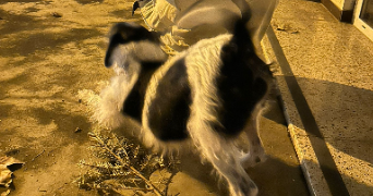 elio pet sitter à DIJON 21000_5