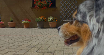 théa pet sitter à METZ 57000_5