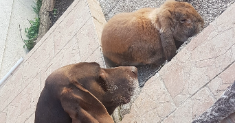 laure pet sitter à BUCY LE ROI 45410_1