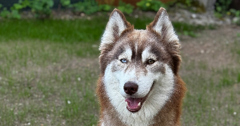 barbara pet sitter à MONTIGNY LES METZ 57950_3