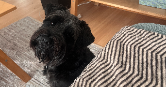 maeva pet sitter à BREST 29200_2
