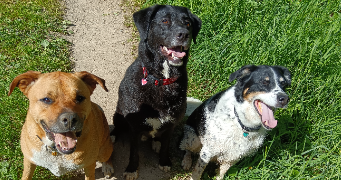 alizée  pet sitter à Dompierre-sur-Yon 85170_1
