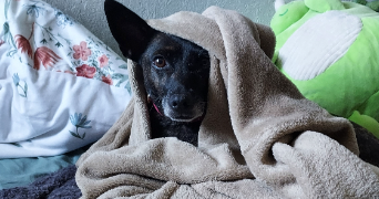 mélanie pet sitter à LOUVIERS 27400_14