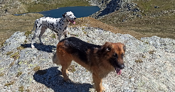 andy pet sitter à PUBLIER 74500_2