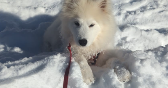 amélie pet sitter à MORZINE 74110_5