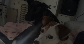 eva pet sitter à BOULIEU LES ANNONAY 07100_7